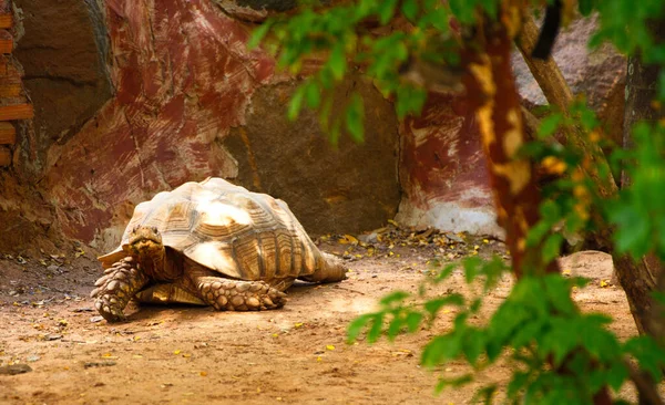 Turtle Big Ground — Stock Photo, Image