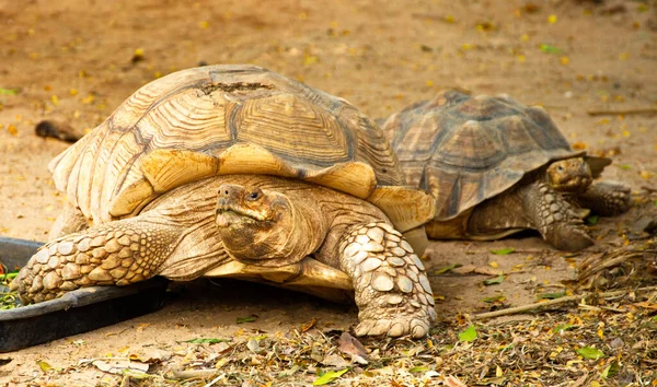 Turtle Big Ground — Stock Photo, Image