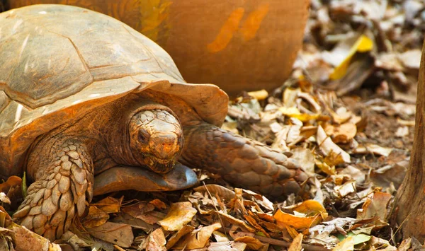 Sköldpadda Stor Marken — Stockfoto
