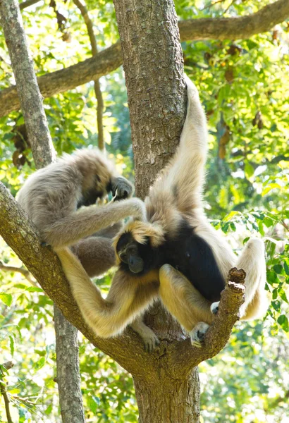 Gibbon Blanco Negro Hermoso Sentado Árbol —  Fotos de Stock