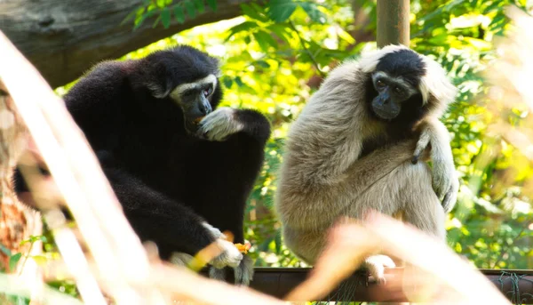 Gibbon Weiß Und Schwarz Schön Auf Baum Sitzend — Stockfoto