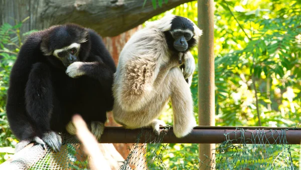 Gibbon Blanc Noir Magnifique Assis Sur Arbre — Photo