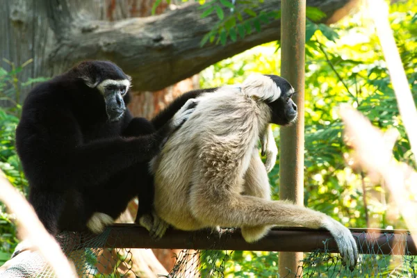 Gibbon Weiß Und Schwarz Schön Auf Baum Sitzend — Stockfoto