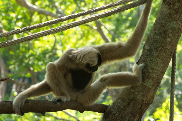 Gibbon Weiß Und Schwarz Schön Auf Baum Sitzend — Stockfoto