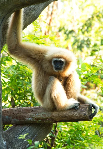 Gibbon Blanco Negro Hermoso Sentado Árbol —  Fotos de Stock