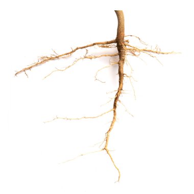 Roots of tree isolated on white background. clipart