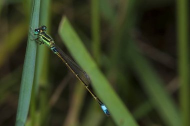 Doğada otların üzerine tünemiş yusufçuk görüntüsü.