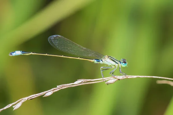 Image Dragonfly Perched Grass Top Nature — Stock Photo, Image