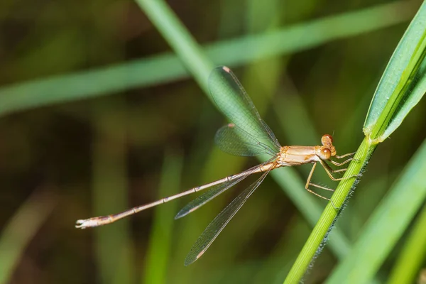 Bild Trollslända Uppflugna Gräset Toppen Naturen — Stockfoto