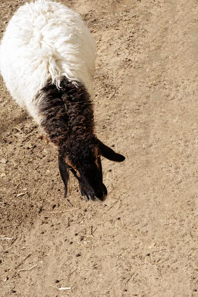 Ovce Jedí Trávu Farmě — Stock fotografie