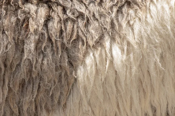 Fleece Vit Och Brun Närbild Fleece Extur Bakgrund — Stockfoto