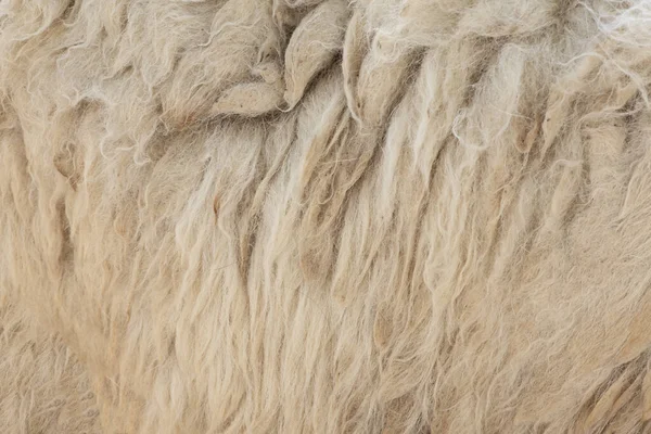 Fleece Λευκό Κοντινό Πλάνο Του Δέρας Φόντο Εξαγωγής — Φωτογραφία Αρχείου