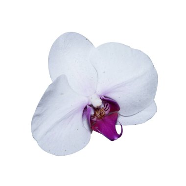 Beyaz arkaplanda orkide resmi izole edildi.