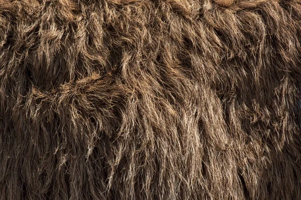 Fleece Brun Närbild Fleece Exture Bakgrund — Stockfoto