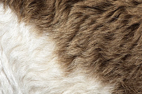 Fleece Wit Bruin Close Van Fleece Achtergrond Exture — Stockfoto
