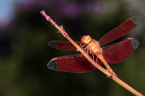 在自然界的草顶上栖息着蜻蜓红色的图像 — 图库照片