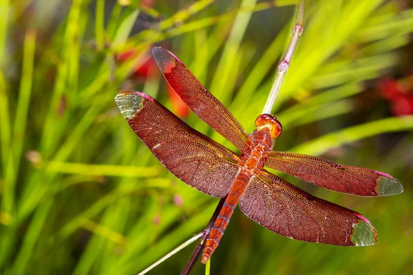 Bild Der Roten Libelle Die Auf Dem Grasgipfel Der Natur — Stockfoto