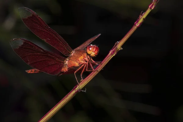 Image Dragonfly Red Perched Grass Top Nature — Stock Photo, Image