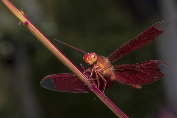Image Dragonfly Red Perched Grass Top Nature — Stock Photo, Image