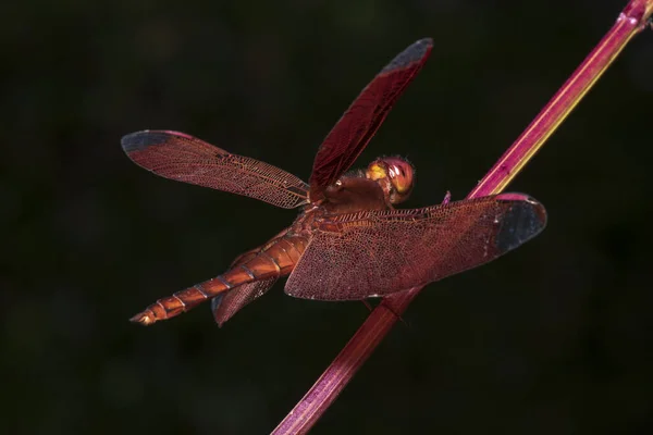 Imagem Libélula Vermelho Empoleirado Topo Grama Natureza — Fotografia de Stock