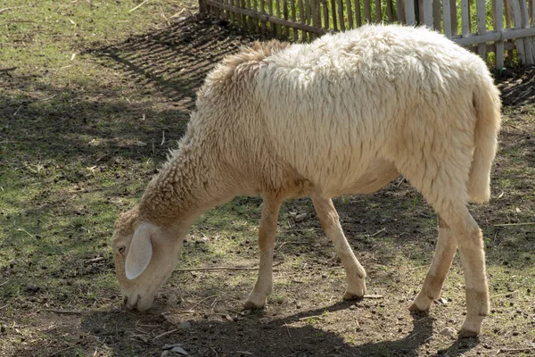 Ovce Jedí Trávu Farmě — Stock fotografie