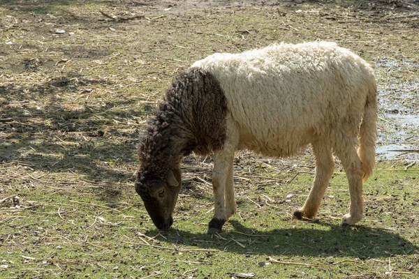Çiftlikte Yiyen Koyunlar — Stok fotoğraf