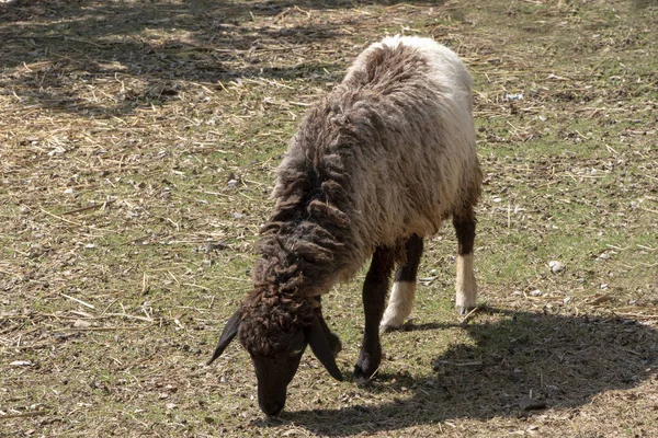 Ovce Jedí Trávu Farmě — Stock fotografie