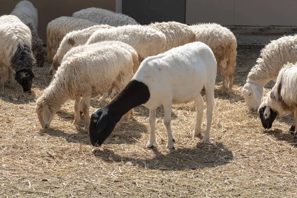 Ovce Jedí Trávu Farmě — Stock fotografie