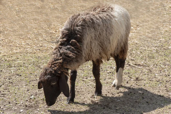 Ovce Jedí Trávu Farmě — Stock fotografie