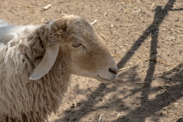 Ovce Jedí Trávu Farmě — Stock fotografie