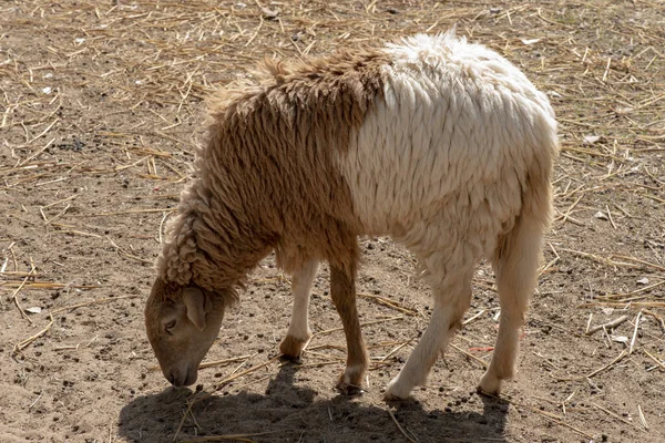 Çiftlikte Yiyen Koyunlar — Stok fotoğraf