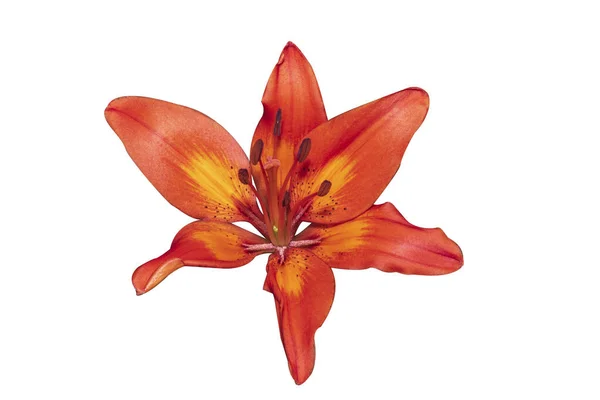 Beyaz Arkaplanda Turuncu Lilly Çiçeği — Stok fotoğraf