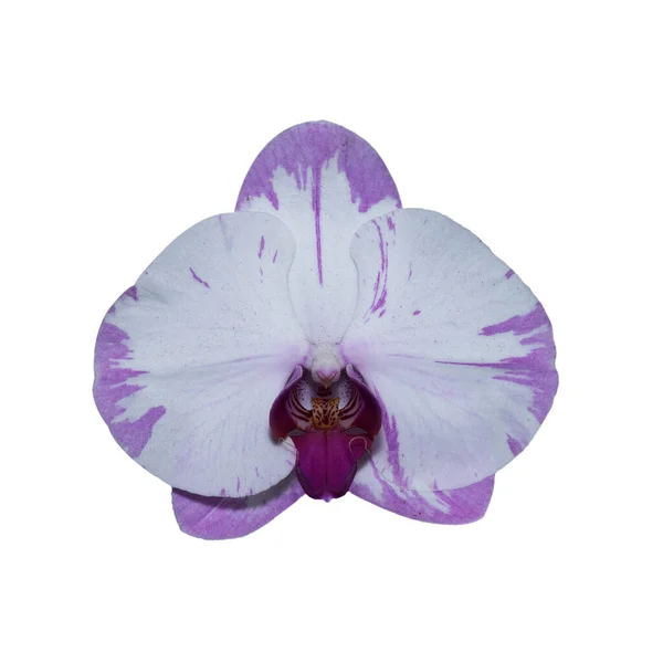 Orchidee Beeld Geïsoleerd Witte Achtergrond — Stockfoto