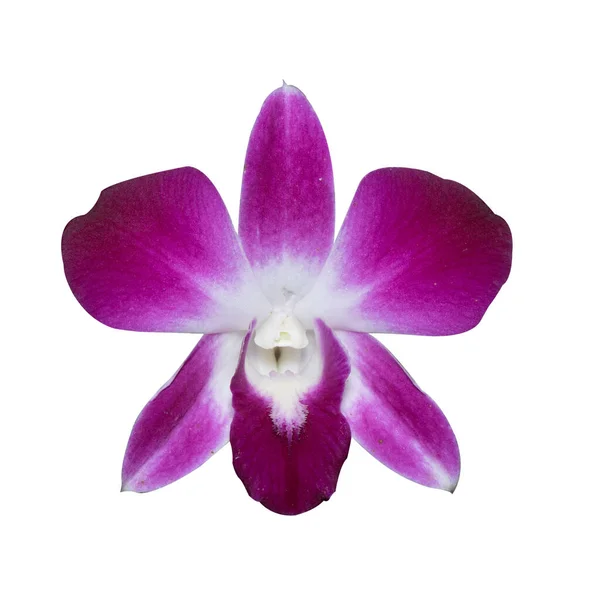 Орхидея Изображение Изолированы Белом Фоне — стоковое фото