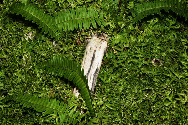 Huesos Animales Cubiertos Hierba Verde —  Fotos de Stock