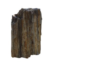 Beyaz zemin üzerinde büyük taş kahverengi (bogwood) izole.