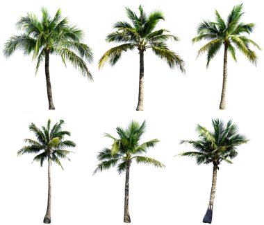 Beyaz arkaplanda izole edilmiş hindistan cevizi ağacı grubu. Hindistan cevizi ağaçları koleksiyonu. 