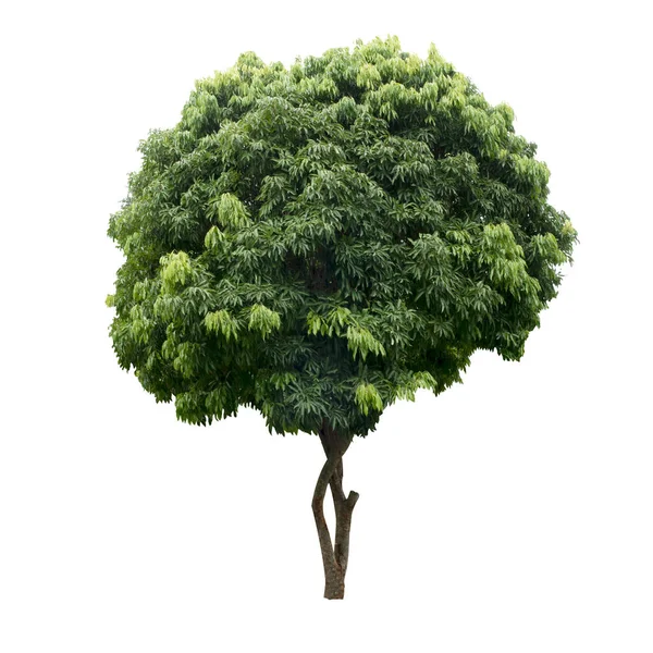 Bomen Geïsoleerd Witte Achtergrond — Stockfoto