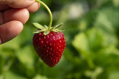 Taze bahçelerden toplanmış parlak kırmızı çilek..