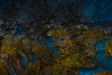 Deniz yengeci, taze deniz ürünleri yerel balıkçı, yerel balıkçı pazarı..