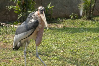 Daha büyük emir subayı (Leptoptilos dubius), uzun bir mideyle yakın çekim.