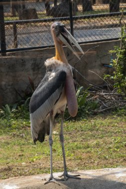 Daha büyük emir subayı (Leptoptilos dubius), uzun bir mideyle yakın çekim.