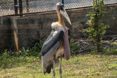Daha büyük emir subayı (Leptoptilos dubius), uzun bir mideyle yakın çekim.