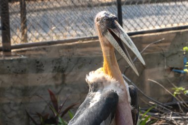 Daha büyük emir subayı (Leptoptilos dubius), uzun bir mideyle yakın çekim.