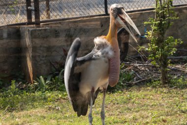 Daha büyük emir subayı (Leptoptilos dubius), uzun bir mideyle yakın çekim.