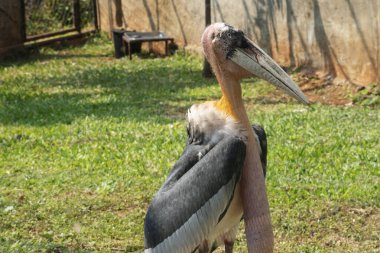 Daha büyük emir subayı (Leptoptilos dubius), uzun bir mideyle yakın çekim.