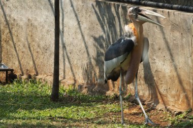 Daha büyük emir subayı (Leptoptilos dubius), uzun bir mideyle yakın çekim.