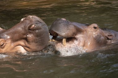 İki su aygırı nehirde savaşıyor.. 