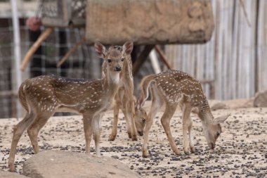 Kahverengi zeminde duran üç genç geyik.