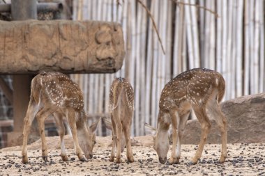 Kahverengi zeminde duran üç genç geyik.